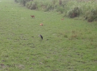 birds