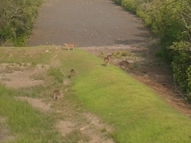 deer3