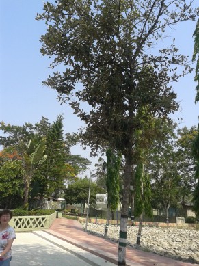 sundari tree