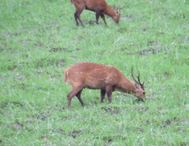 2deer