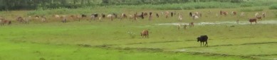cows