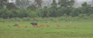 deer
