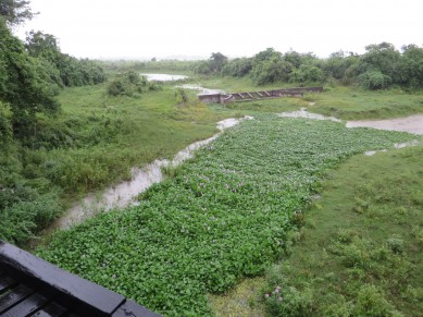 inside kaziranga