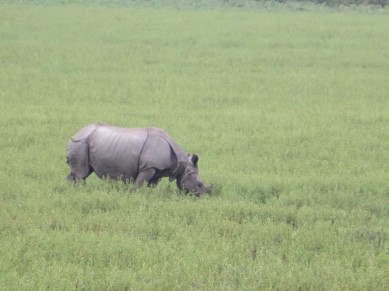rhini1