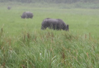 rhino2A