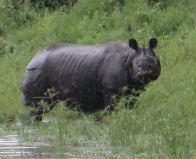 rhino4