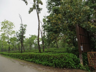 tea estate